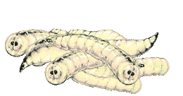 Die fröhlichen Maden