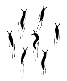 Invasion der Nacktschnecken